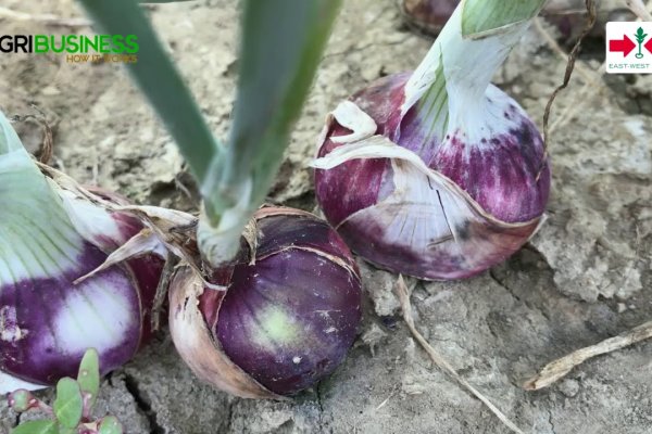 Mega актуальная ссылка onion